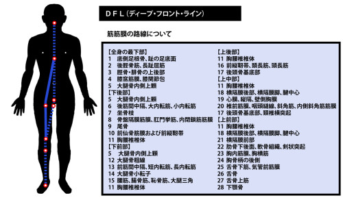 東御市,上田市,小諸市,整体,指圧,ほぐしや,マッサージ,アナトミー・トレイン
